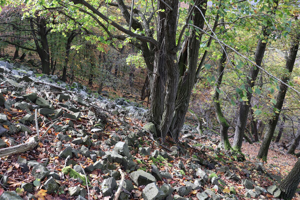 Sebuzín, 25.10.2022
Vrch Lenoch. Suťové pole pod Poradní skálou.
Klíčová slova: Ústí nad Labem Sebuzín České středohoří vrch Lenoch Poradní skála