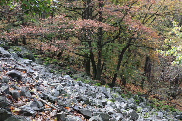 Sebuzín, 25.10.2022
Vrch Lenoch. Suťové pole pod Poradní skálou.
Mots-clés: Ústí nad Labem Sebuzín České středohoří vrch Lenoch Poradní skála