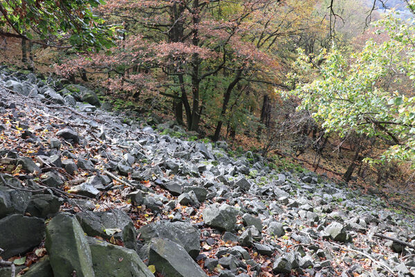 Sebuzín, 25.10.2022
Vrch Lenoch. Suťové pole pod Poradní skálou.
Schlüsselwörter: Ústí nad Labem Sebuzín České středohoří vrch Lenoch Poradní skála