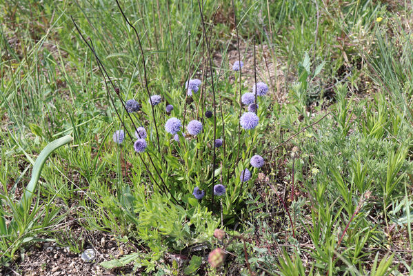 Sedlec, 9.5.2023
Liščí vrch.
Keywords: Sedlec Liščí vrch