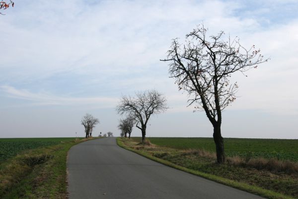 Sedlice, 5.11.2008
Třešňová alej na vrchu Vrchy u obce Sedlice u silnice na Hubenice. Biotop krasce Anthaxia candens.
Klíčová slova: Sedlice Hubenice Anthaxia candens třešeň