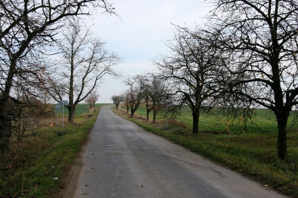 Hubenice, 5.11.2008
Třešňová alej u silnice na Sedlice. Biotop krasce Anthaxia candens.
Klíčová slova: Sedlice Hubenice Anthaxia candens třešeň