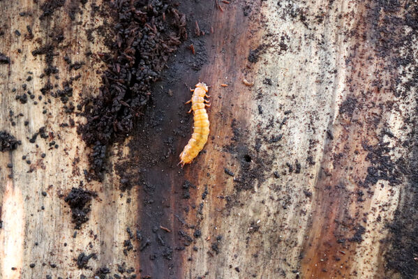 Liběšice, 17.10.2022
Suťový les pod západním hřbetem Sedla. Larva lesáka Cucujus cinnaberinus.
Klíčová slova: České Středohoří Liběšice vrch Velké Sedlo