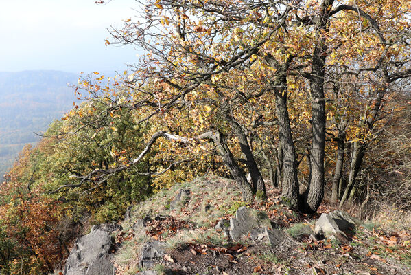 Liběšice, 17.10.2022
Vrch Sedlo, západní hřbet.
Keywords: České Středohoří Liběšice vrch Velké Sedlo Cardiophorus erichsoni