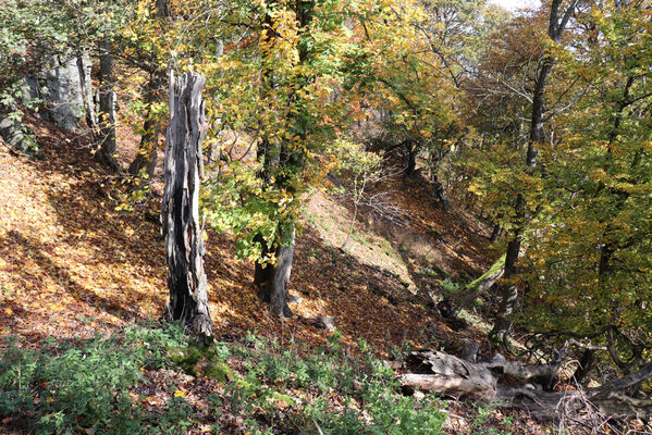 Liběšice, 17.10.2022
Vrch Sedlo, západní hřbet.
Keywords: České Středohoří Liběšice vrch Velké Sedlo