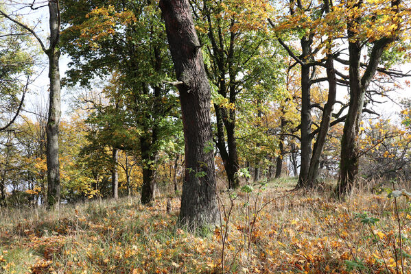 Liběšice, 17.10.2022
Vrch Sedlo, vrcholová plošina.
Keywords: České Středohoří Liběšice vrch Velké Sedlo