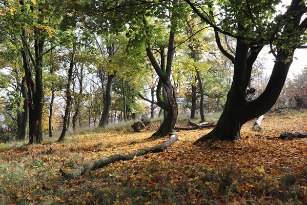 Liběšice, 17.10.2022
Vrch Sedlo, vrcholová plošina.
Klíčová slova: České Středohoří Liběšice vrch Velké Sedlo