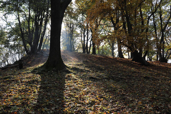 Liběšice, 17.10.2022
Vrch Sedlo, severní hřbet.
Keywords: České Středohoří Liběšice vrch Velké Sedlo