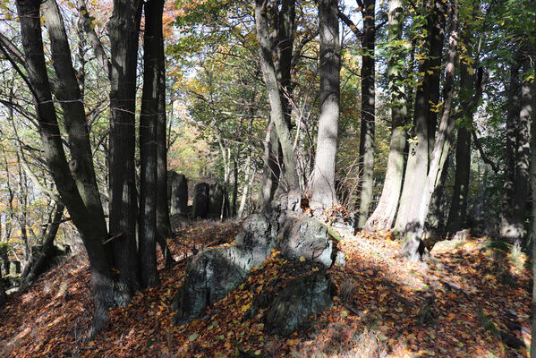 Liběšice, 17.10.2022
Vrch Sedlo, severní hřbet.
Keywords: České Středohoří Liběšice vrch Velké Sedlo