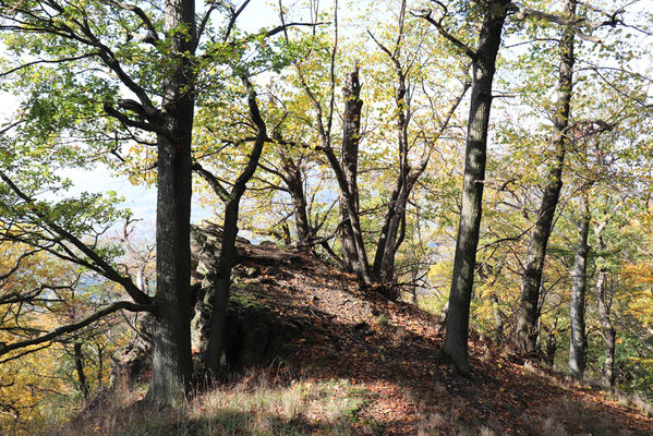 Liběšice, 17.10.2022
Severní hřbet vrchu Sedlo.
Keywords: České Středohoří Liběšice vrch Velké Sedlo