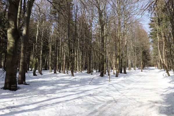 Sedloňov, 25.2.2021
Orlické hory - rezervace Bukačka.
Schlüsselwörter: Orlické hory Sedloňov Bukačka Phloeostichus denticollis