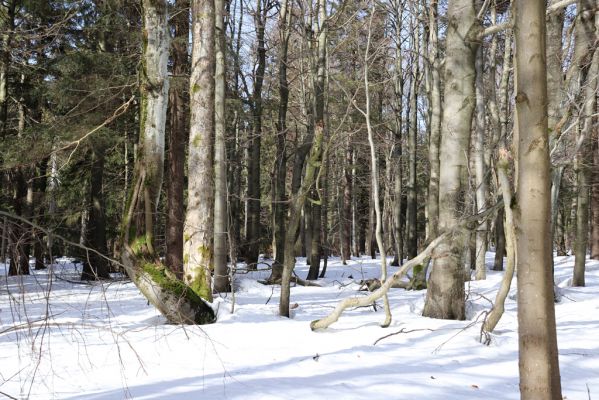 Sedloňov, 25.2.2021
Orlické hory - rezervace Bukačka.
Klíčová slova: Orlické hory Sedloňov Bukačka Phloeostichus denticollis