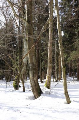 Sedloňov, 25.2.2021
Orlické hory - rezervace Bukačka.
Klíčová slova: Orlické hory Sedloňov Bukačka Phloeostichus denticollis