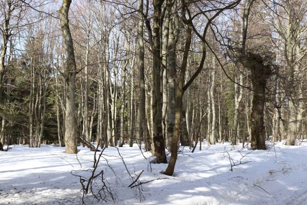 Sedloňov, 25.2.2021
Orlické hory - rezervace Bukačka.
Klíčová slova: Orlické hory Sedloňov Bukačka Phloeostichus denticollis