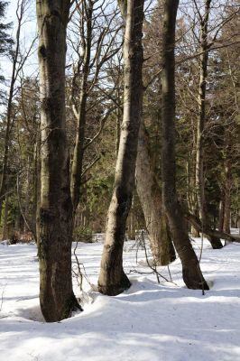 Sedloňov, 25.2.2021
Orlické hory - rezervace Bukačka.
Klíčová slova: Orlické hory Sedloňov Bukačka Phloeostichus denticollis