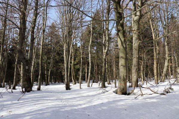 Sedloňov, 25.2.2021
Orlické hory - rezervace Bukačka.
Klíčová slova: Orlické hory Sedloňov Bukačka Phloeostichus denticollis