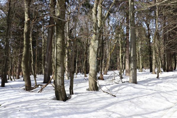Sedloňov, 25.2.2021
Orlické hory - rezervace Bukačka.
Mots-clés: Orlické hory Sedloňov Bukačka Phloeostichus denticollis