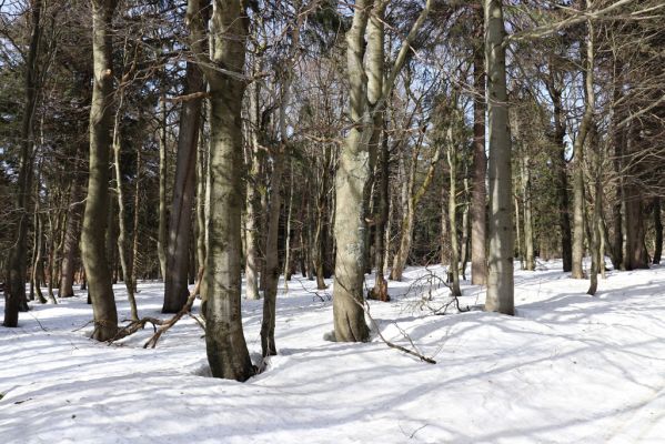 Sedloňov, 25.2.2021
Orlické hory - rezervace Bukačka.
Klíčová slova: Orlické hory Sedloňov Bukačka Phloeostichus denticollis