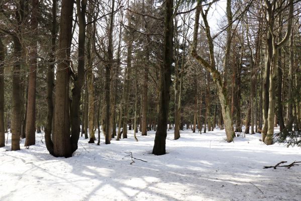 Sedloňov, 25.2.2021
Orlické hory - rezervace Bukačka.
Schlüsselwörter: Orlické hory Sedloňov Bukačka Phloeostichus denticollis