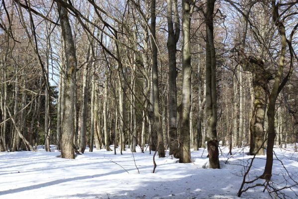 Sedloňov, 25.2.2021
Orlické hory - rezervace Bukačka.
Klíčová slova: Orlické hory Sedloňov Bukačka Phloeostichus denticollis