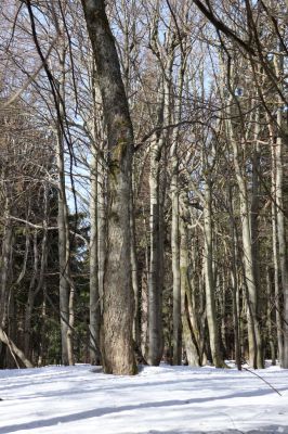 Sedloňov, 25.2.2021
Orlické hory - rezervace Bukačka.
Klíčová slova: Orlické hory Sedloňov Bukačka Phloeostichus denticollis