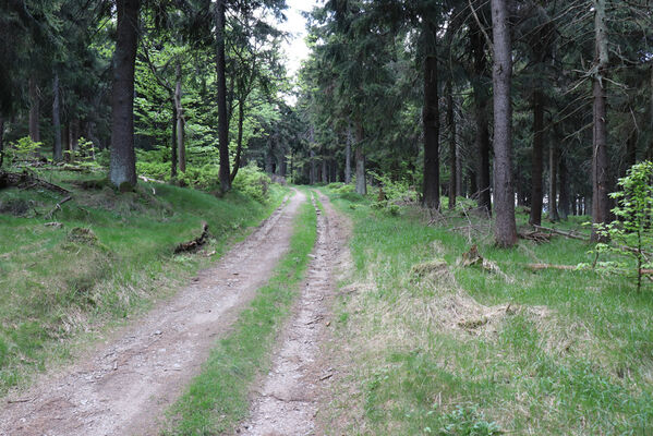 Sedloňov, 8.6.2021
Lesní cesta na úbočí vrchu Šerlich. Biotop kovaříků Aplotarsus incanus.
Klíčová slova: Orlické hory Sedloňov vrch Šerlich Aplotarsus incanus