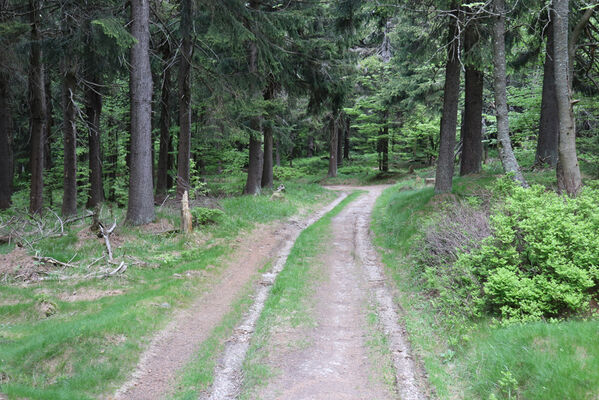 Sedloňov, 8.6.2021
Lesní cesta na úbočí vrchu Šerlich. Biotop kovaříků Aplotarsus incanus.
Keywords: Orlické hory Sedloňov vrch Šerlich Aplotarsus incanus