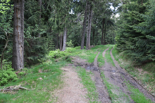 Sedloňov, 8.6.2021
Lesní cesta na úbočí vrchu Šerlich. Biotop kovaříků Aplotarsus incanus.
Keywords: Orlické hory Sedloňov vrch Šerlich Aplotarsus incanus