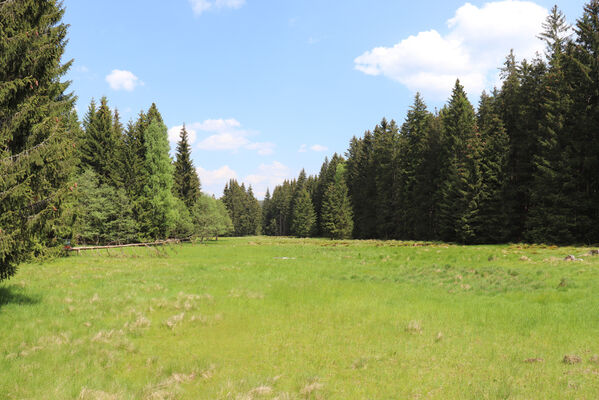 Orlické Záhoří, Trčkov, 8.6.2021
Hraniční louka.
Klíčová slova: Orlické hory Orlické Záhoří Trčkov Hraniční louka Aplotarsus incanus