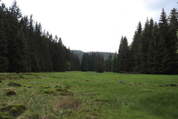 Orlické Záhoří, Trčkov, 8.6.2021
Hraniční louka.
Schlüsselwörter: Orlické hory Orlické Záhoří Trčkov Hraniční louka Aplotarsus incanus