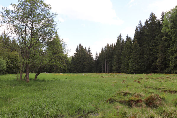 Orlické Záhoří, Trčkov, 8.6.2021
Hraniční louka.
Klíčová slova: Orlické hory Orlické Záhoří Trčkov Hraniční louka Aplotarsus incanus