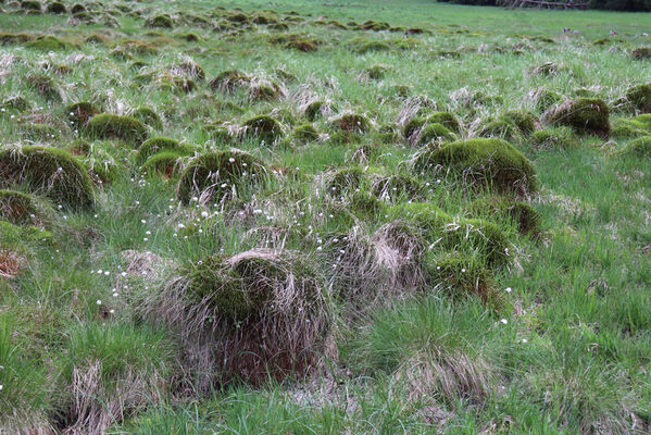 Orlické Záhoří, Trčkov, 8.6.2021
Hraniční louka.
Keywords: Orlické hory Orlické Záhoří Trčkov Hraniční louka