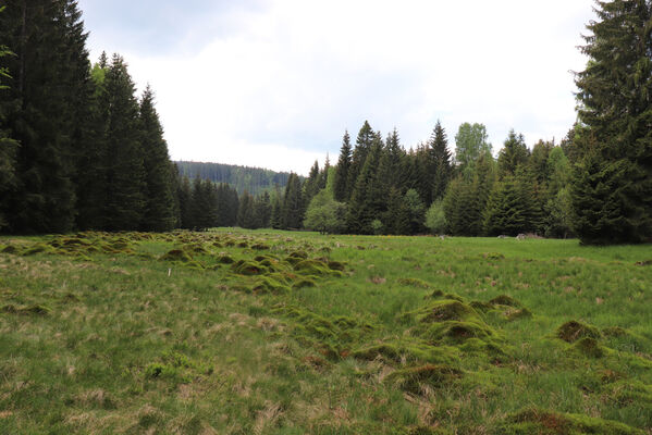 Orlické Záhoří, Trčkov, 8.6.2021
Hraniční louka.
Schlüsselwörter: Orlické hory Orlické Záhoří Trčkov Hraniční louka