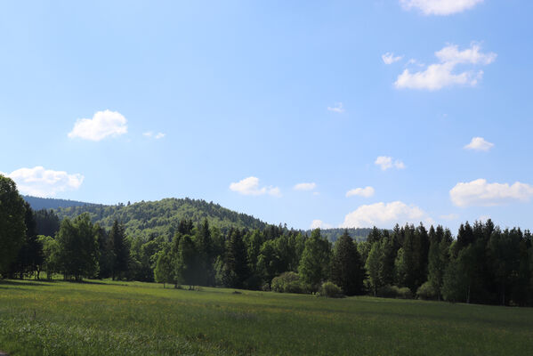 Orlické Záhoří, Trčkov, 8.6.2021
Rezervace Trčkovská louka a Trčkov
Keywords: Orlické Záhoří Trčkov Trčkovská louka Aplotarsus incanus