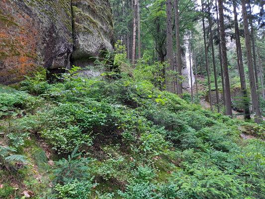 Sedmihorky, 3.6.2024
Pod skalní věží Podmokelská. Biotop kovaříka Sericus subaeneus. 
Klíčová slova: Karlovice Sedmihorky Český ráj skalní věž Podmokelská Sericus subaeneus