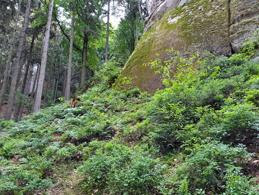 Sedmihorky, 3.6.2024
Pod skalní věží Podmokelská. Biotop kovaříka Sericus subaeneus. 
Klíčová slova: Karlovice Sedmihorky Český ráj skalní věž Podmokelská Sericus subaeneus