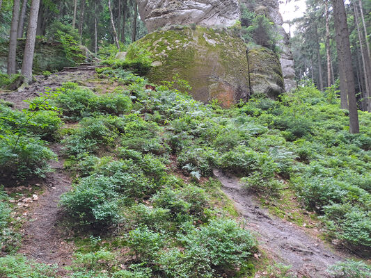 Sedmihorky, 3.6.2024
Pod skalní věží Podmokelská. Biotop kovaříka Sericus subaeneus. 
Klíčová slova: Karlovice Sedmihorky Český ráj skalní věž Podmokelská Sericus subaeneus