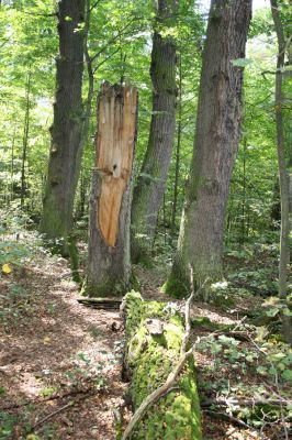 Karlovice, Sedmihorky, 5.9.2012
Bažantník.


Schlüsselwörter: Karlovice Sedmihorky Bažantník