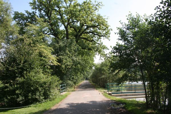 Karlovice, Sedmihorky, 5.9.2012
Bažantník. Cesta od autocampu.
Klíčová slova: Karlovice Sedmihorky Bažantník Autocamp