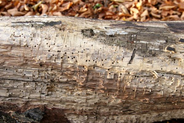 Selec, 8.11.2018
Považský Inovec, vrch Hradisko. Požerky a výletové otvory dřevomila Melasis buprestoides.
Klíčová slova: Považský Inovec Selec vrch Hradisko Melasis buprestoides