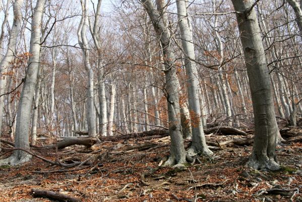 Selec, 8.11.2018
Považský Inovec, vrch Hradisko.
Mots-clés: Považský Inovec Selec vrch Hradisko Elater ferrugineus Crepidophorus mutilatus Ischnodes sanguinicollis