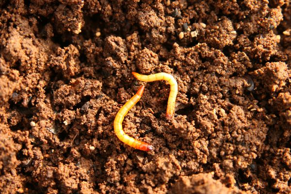 Selec, 8.11.2018
Považský Inovec, vrch Hradisko. Larvy kovaříka Elater ferrugineus.
Mots-clés: Považský Inovec Selec vrch Hradisko Elater ferrugineus