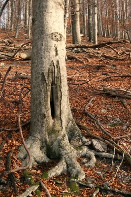 Selec, 8.11.2018
Považský Inovec, vrch Hradisko.
Klíčová slova: Považský Inovec Selec vrch Hradisko Elater ferrugineus Crepidophorus mutilatus