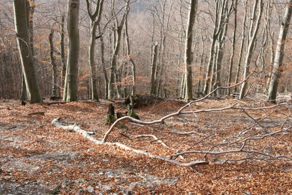 Selec, 8.11.2018
Považský Inovec, vrch Hradisko.
Mots-clés: Považský Inovec Selec vrch Hradisko Elater ferrugineus Crepidophorus mutilatus Ischnodes sanguinicollis