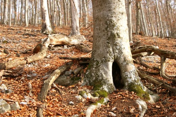 Selec, 8.11.2018
Považský Inovec, vrch Hradisko.
Klíčová slova: Považský Inovec Selec vrch Hradisko Elater ferrugineus Crepidophorus mutilatus Ischnodes sanguinicollis