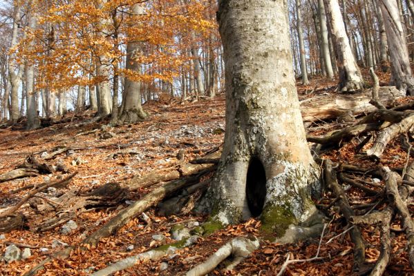 Selec, 8.11.2018
Považský Inovec, vrch Hradisko.
Mots-clés: Považský Inovec Selec vrch Hradisko Elater ferrugineus Crepidophorus mutilatus Ischnodes sanguinicollis