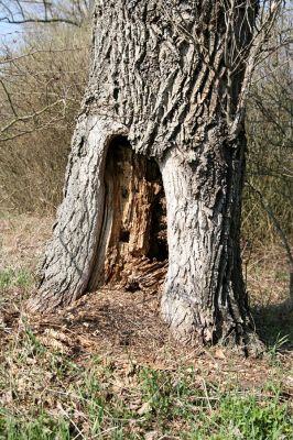 Kladruby nad Labem, 8.4.2010
Topolová alej u silnice na Selmice. V dutině topolu jsem v roce 2003 nalezl larvu kovaříka Crepidophorus mutilatus a larvy tesaříka Rhamnusium bicolor. Dnes v něm sídlí mravenci.
Mots-clés: Kladruby nad Labem Selmice Crepidophorus mutilatus Rhamnusium bicolor