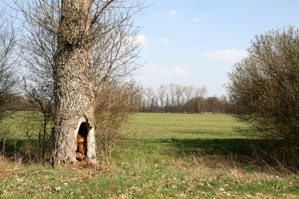 Kladruby nad Labem, 8.4.2010
Topolové aleje u silnice na Selmice. V dutině topolu jsem v roce 2003 nalezl larvu kovaříka Crepidophorus mutilatus a larvy tesaříka Rhamnusium bicolor. Dnes v něm sídlí mravenci.
Klíčová slova: Kladruby nad Labem Selmice Crepidophorus mutilatus Rhamnusium bicolor