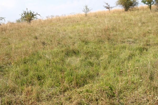 Semechnice - Pustina, 15.9.2009
Na stepi jsou k vidění i rozsáhlé porosty válečky prapořité. Perspektivní biotop kovaříka Agriotes gallicus.
Klíčová slova: Semechnice Pustina Brachypodium pinnatum