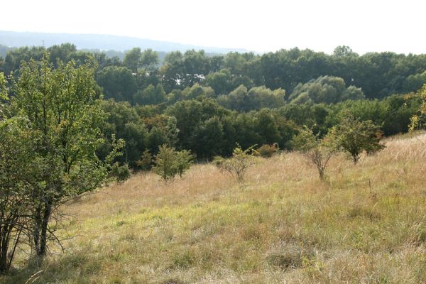 Semechnice - Pustina, 15.9.2009
Rozsáhlé porosty válečky prapořité - perspektivní biotop kovaříka Agriotes gallicus. Pohled na západ k rybníku Broumaru.
Keywords: Semechnice Pustina Brachypodium pinnatum Broumar